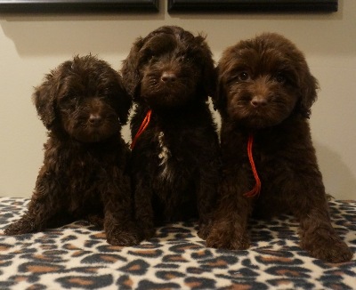 labradoodle puppies available